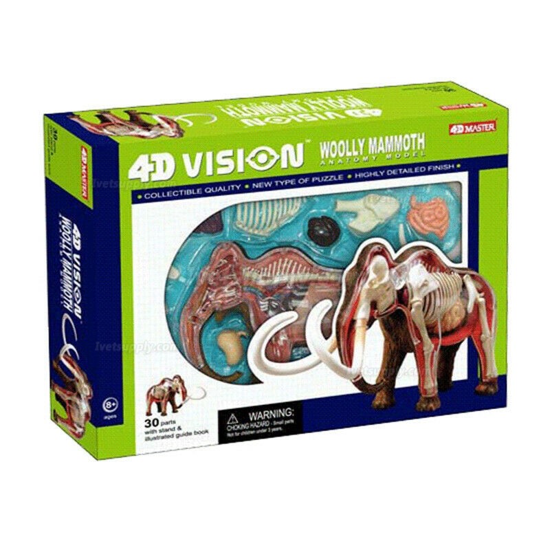 Elephant Anatomy Science And Education Assembled Model Teaching Model